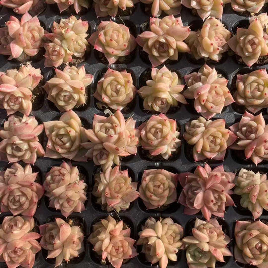 25458 レッド グロー ジェニー