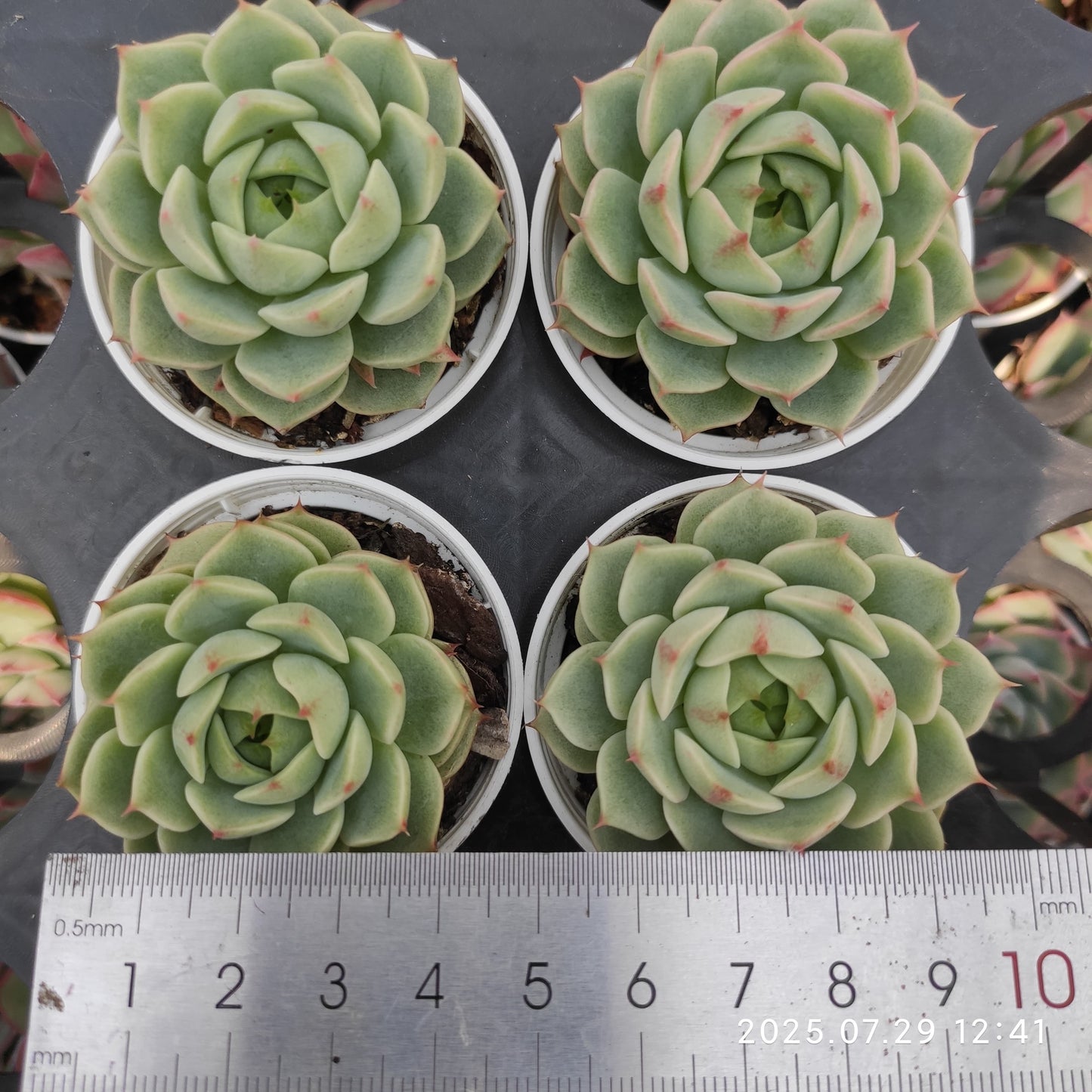 ZZA309 ベンバディス（5.5cm pot）