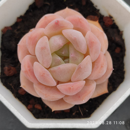 YBB206 ピュアラブ（7cm pot）