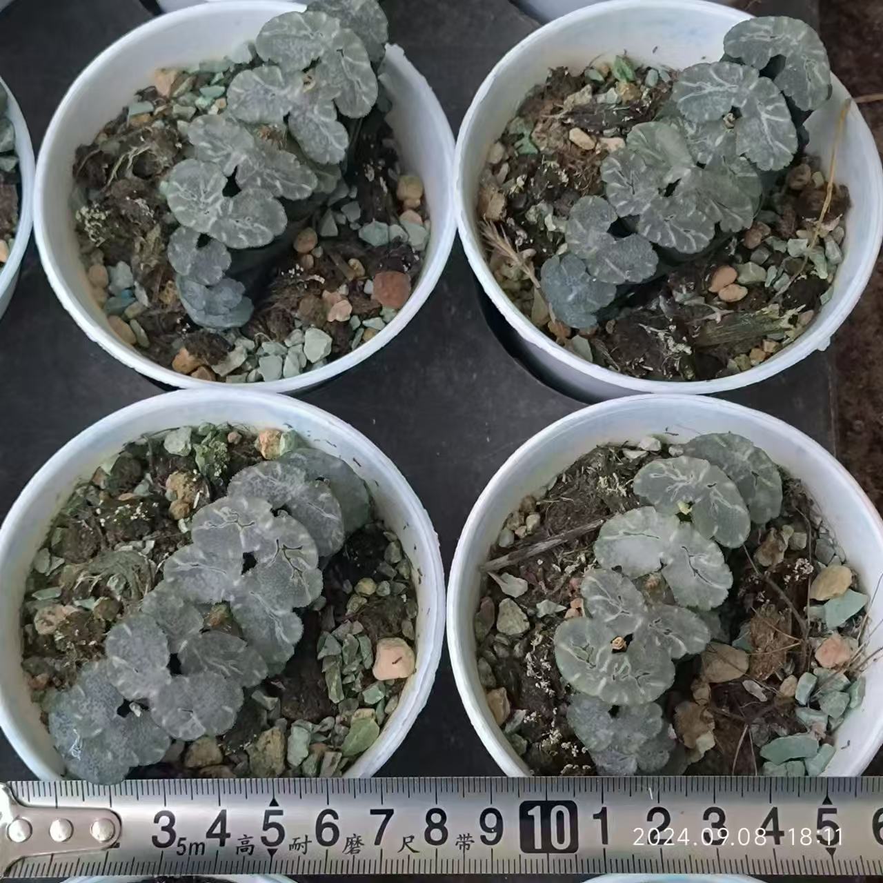 13214 ハオルチア トゥルンカータ ミダレガミ