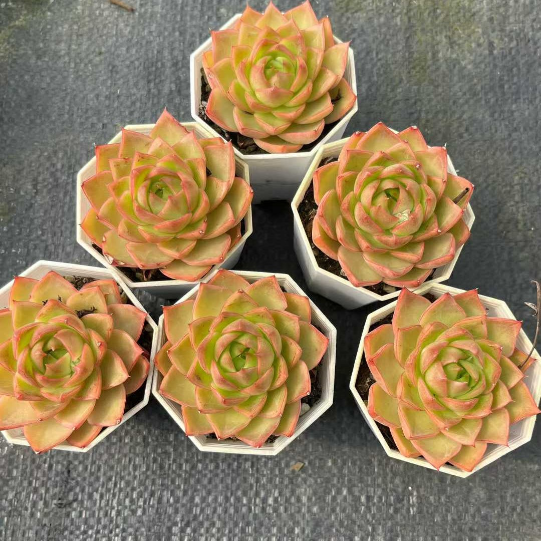 25313 ブルー・ムーン