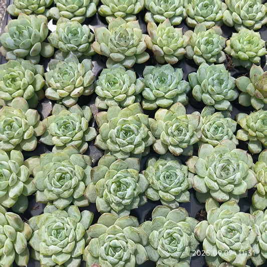 XS925 アイスグレープ(3cm pot)