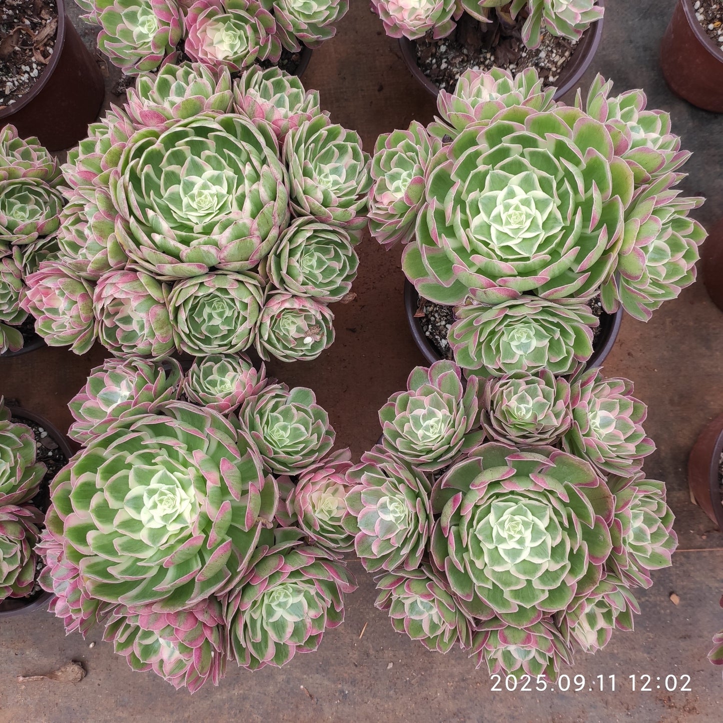 THH065 ピーコック　フェザーズ（18cm pot）