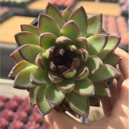 QNY143 ミスター　トウド（10cm pot）