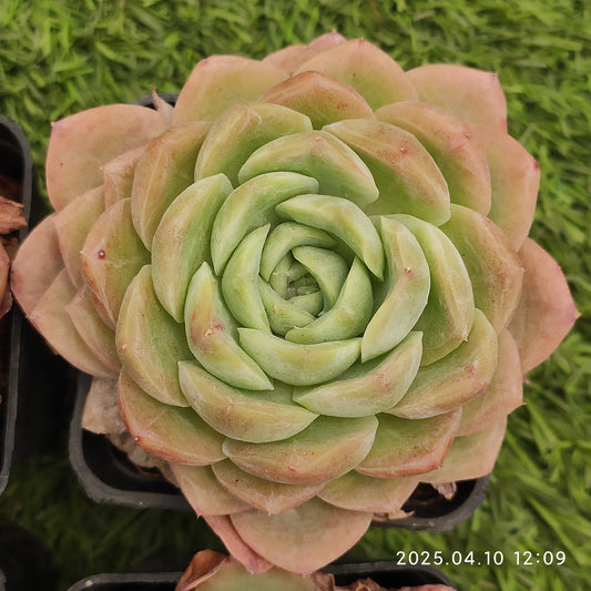 NGN205 ベービー　グリーン (7cm pot)