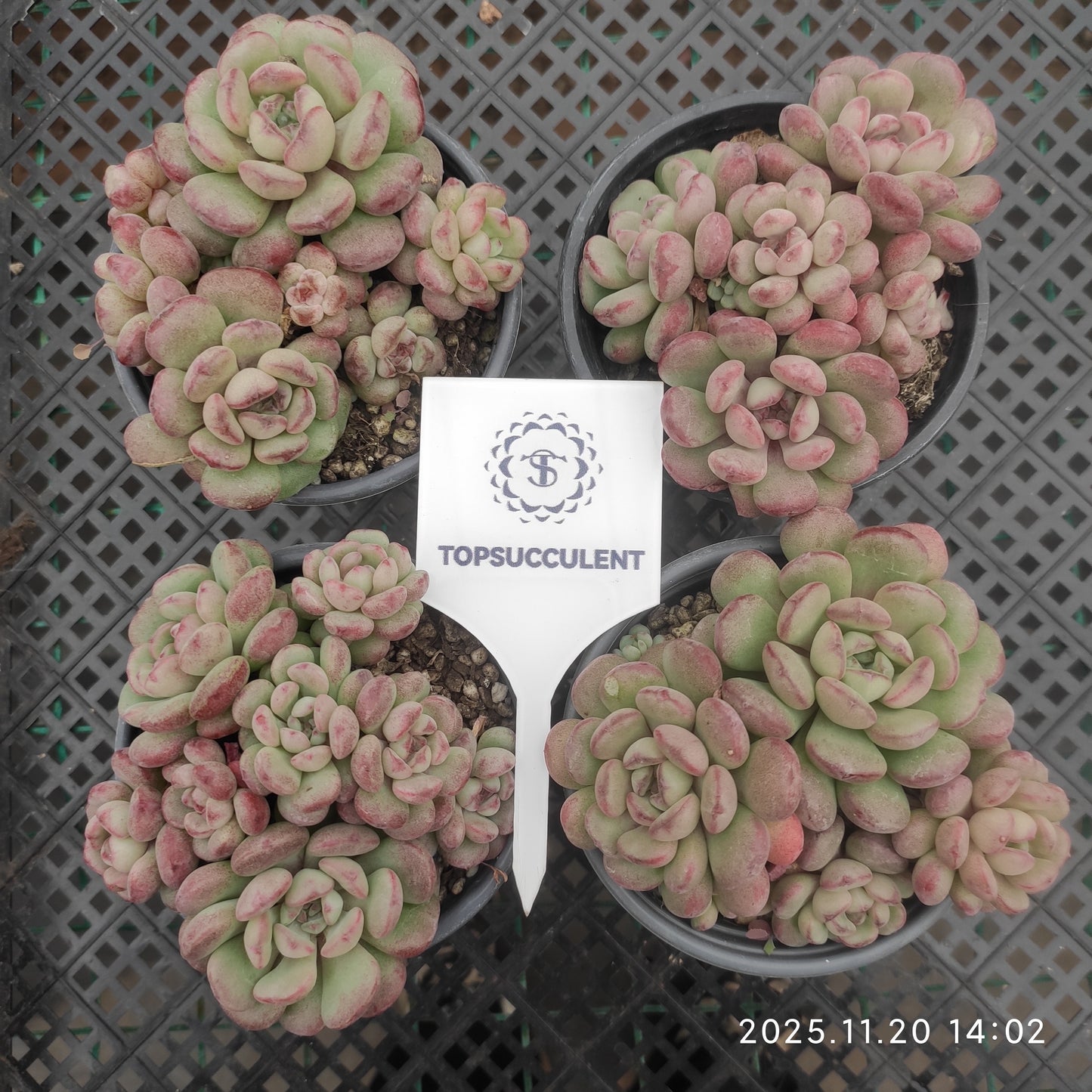 22774 ビーンスプラウト