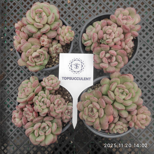 22774 ビーンスプラウト（9cm pot）