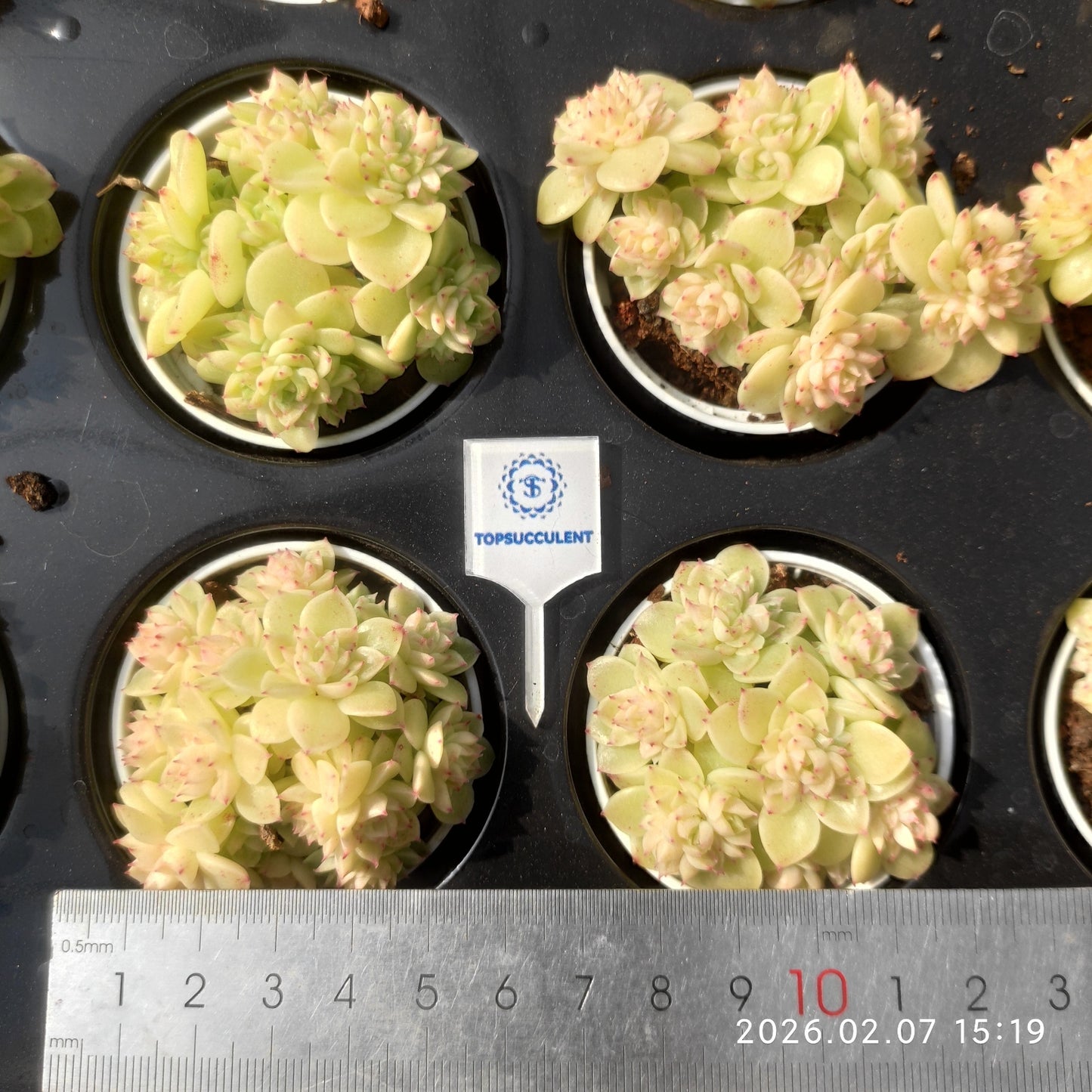 22864 マルギャンHyb