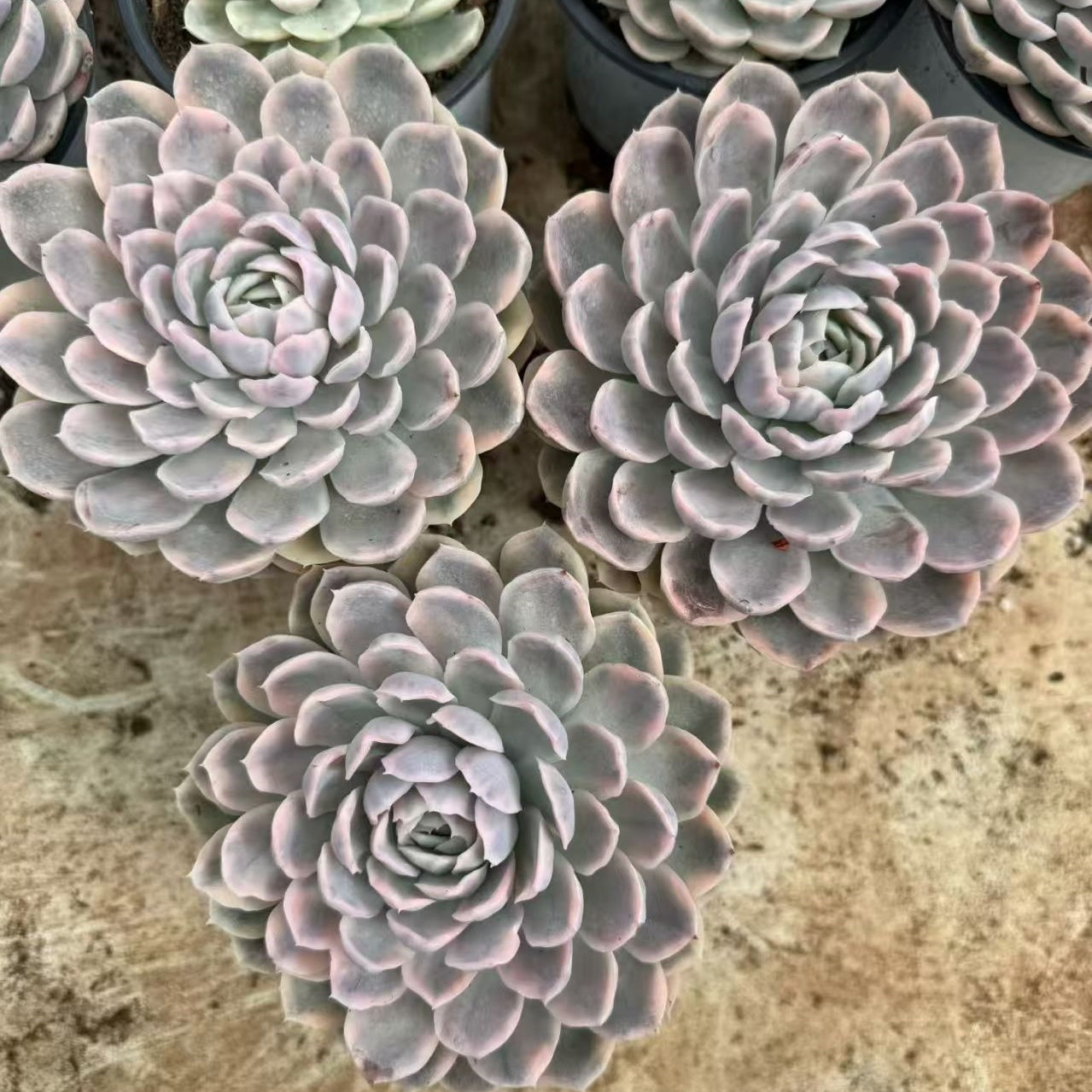 BL2113 スノーボール 錦（18cm pot）