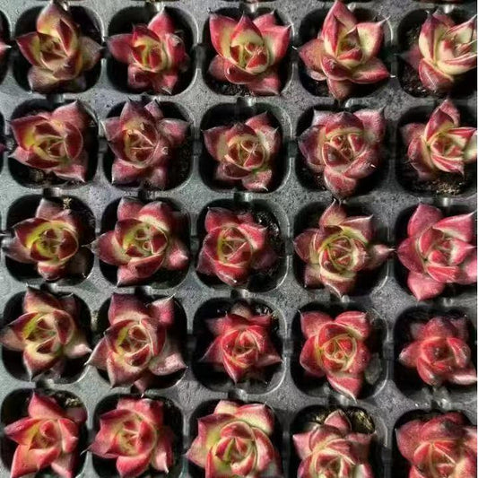 XS956 レッドジカ(3cm pot)