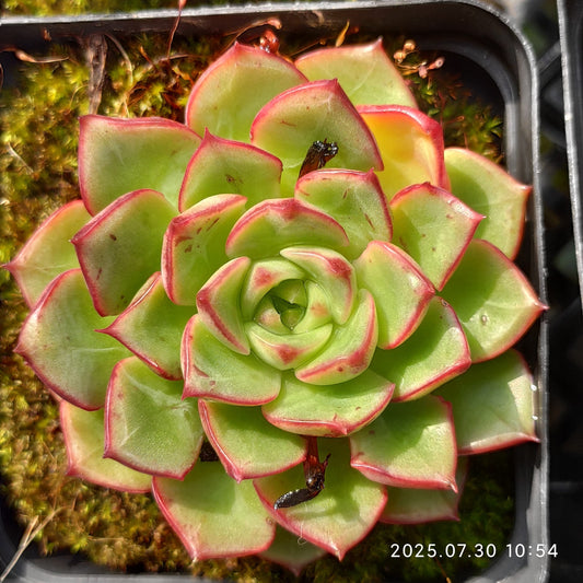 QN362 マジックフレイム（7cm pot）