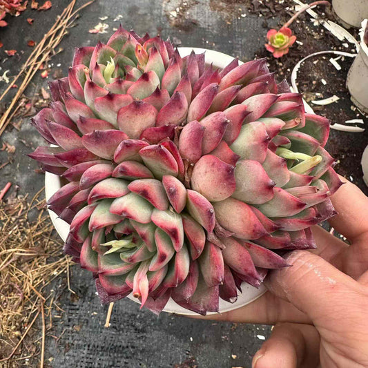 21295 ファイヤーピラー