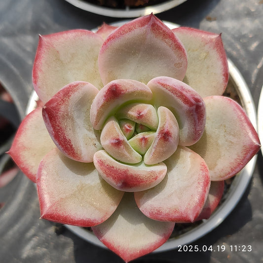 ZZA265 ファイアー　ピラー Hyb(5.5cm pot)