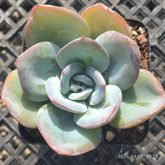 FFH121 ブレランド（6.5cm pot）