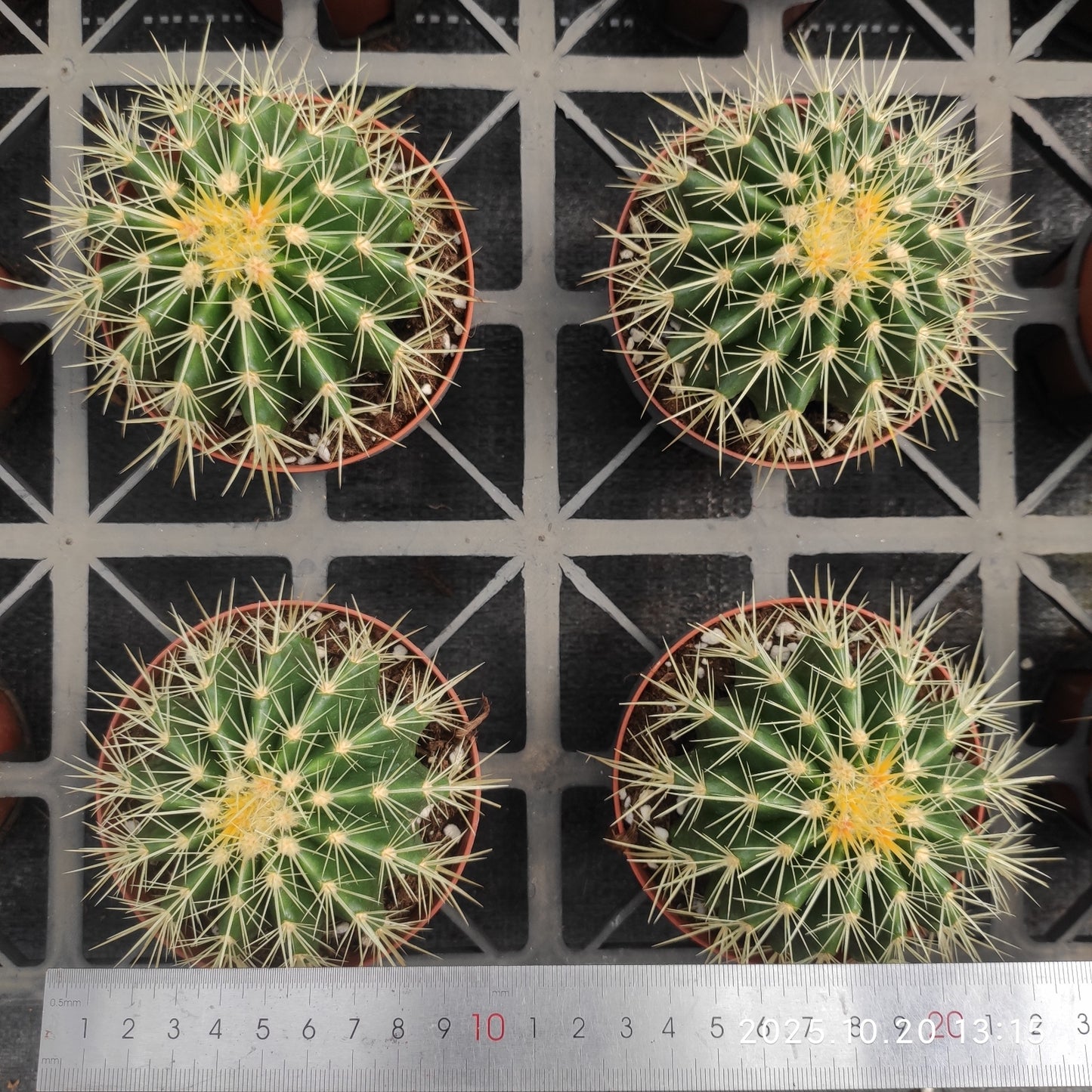 ZXX612 金鯱 （9cm pot）