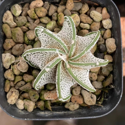 ZL420 アストロフィツム・カプリコーン（9cm pot）