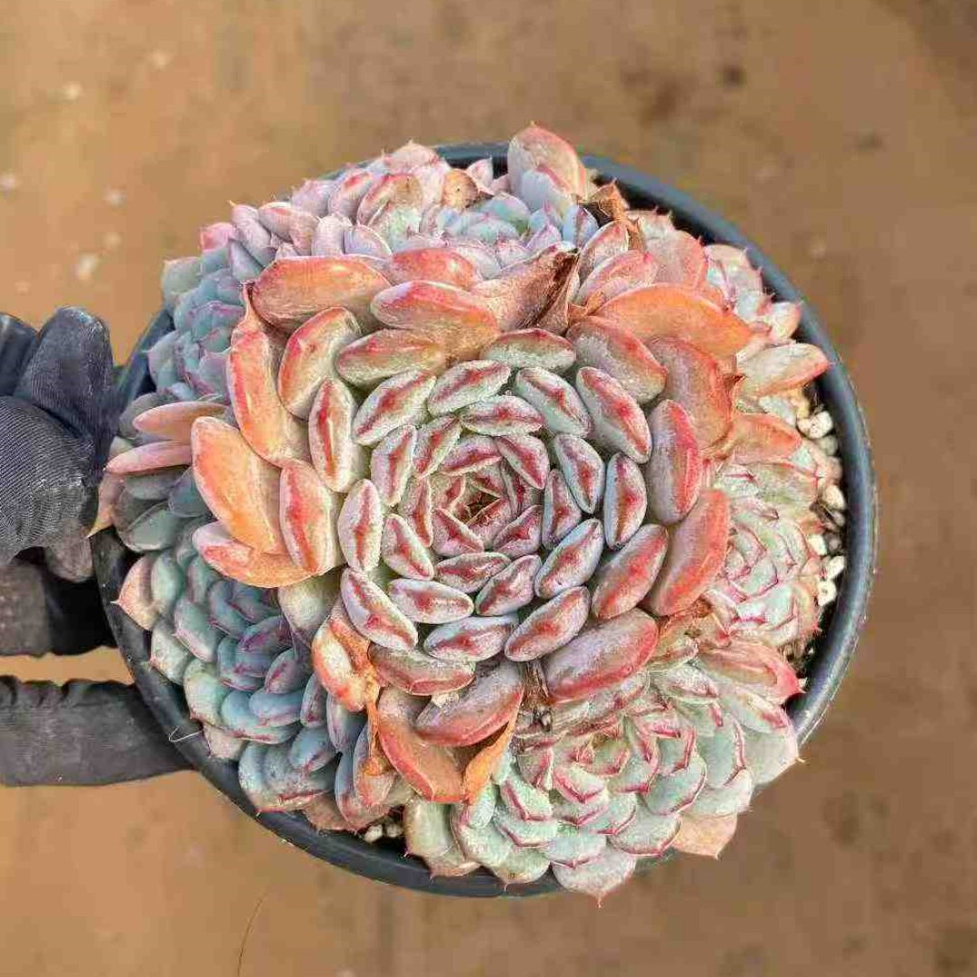 24801 チャビー　スター