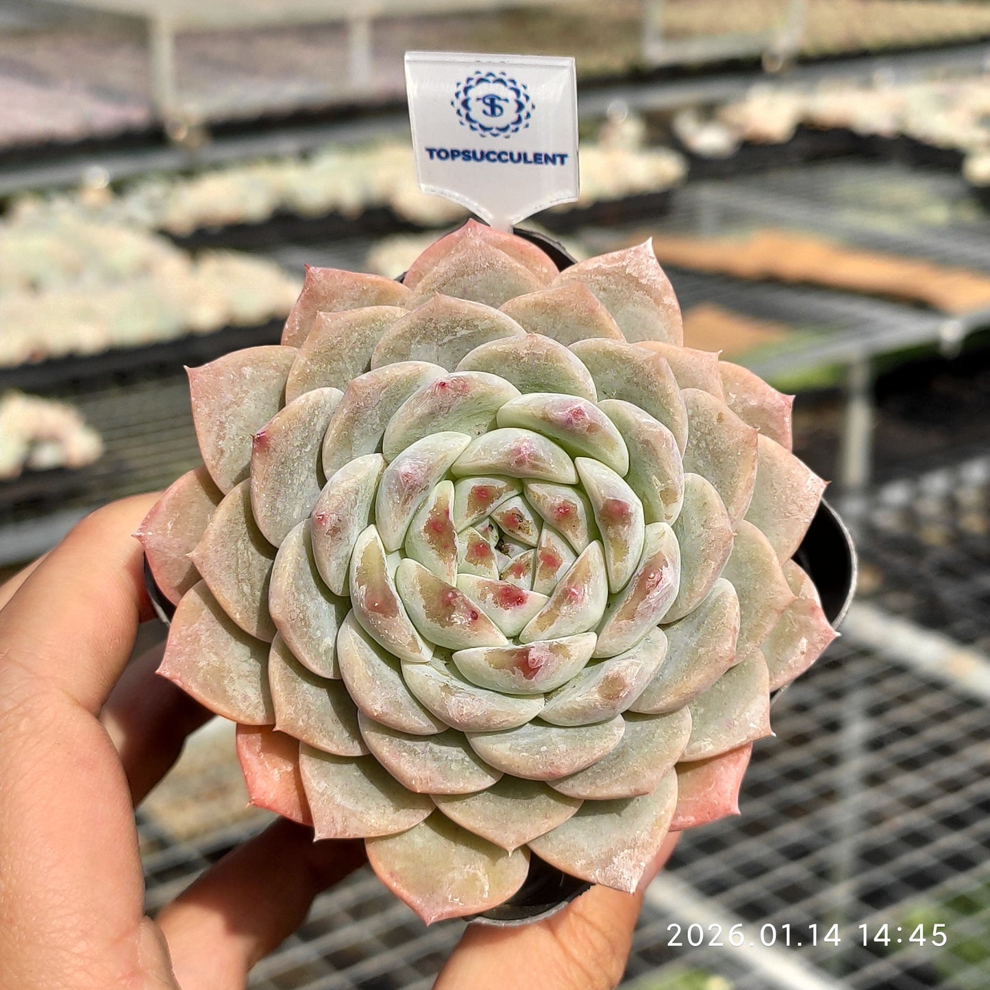 9000 シュガークリスタル