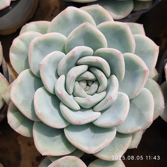 LXX001 アマビレ（9cm pot）