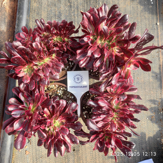 21673 メドゥーサー綴化（12cm pot）