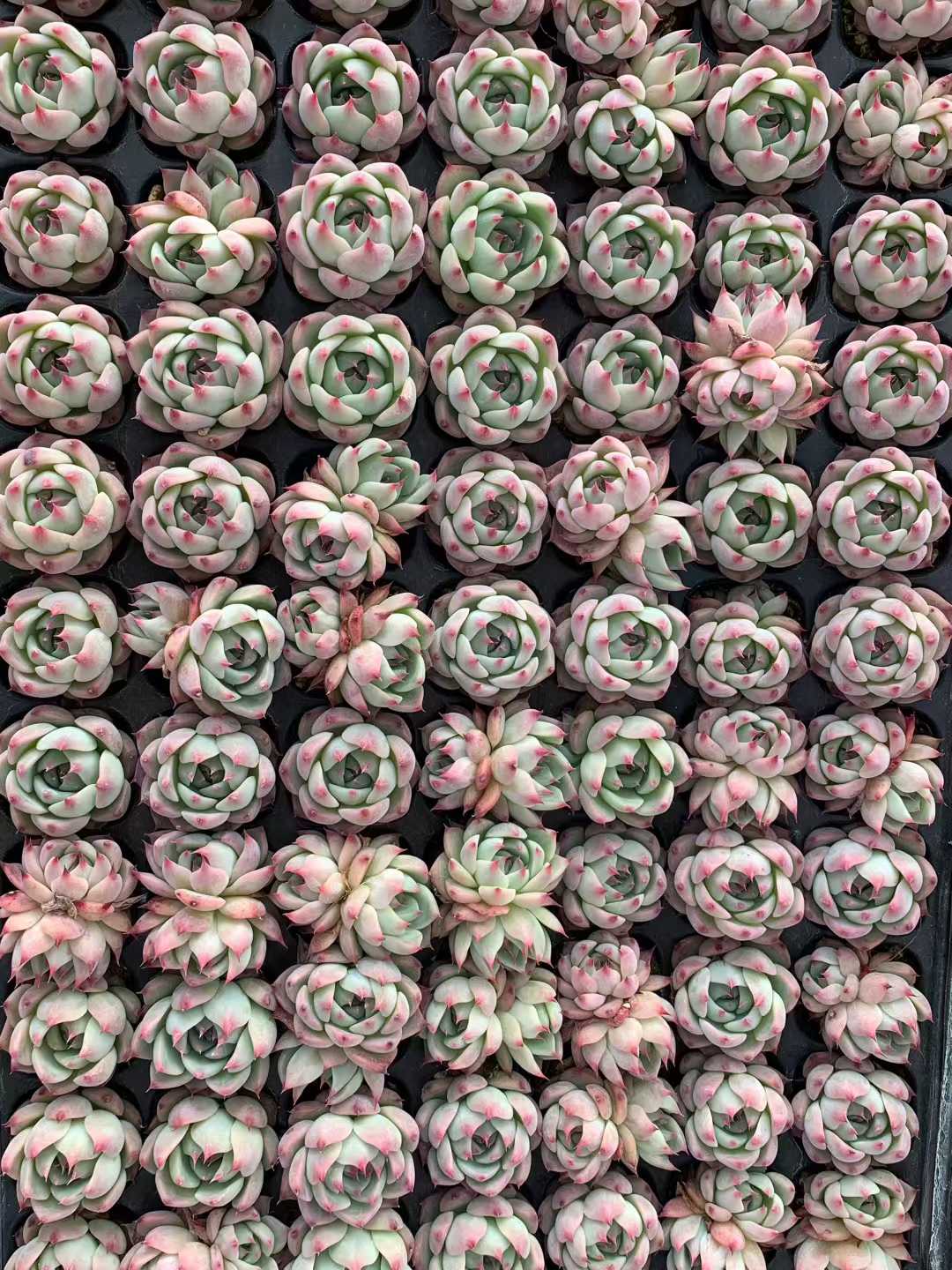 プラグトレー苗 20260507 – Top Succulent®