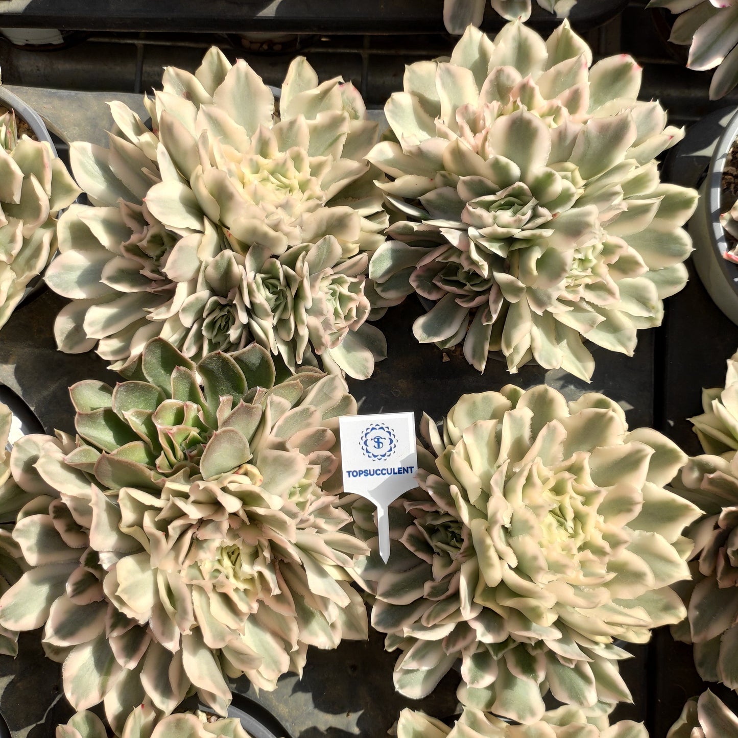 20282 パープル　バタフライ錦