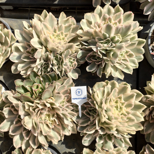 20282 パープル　バタフライ錦