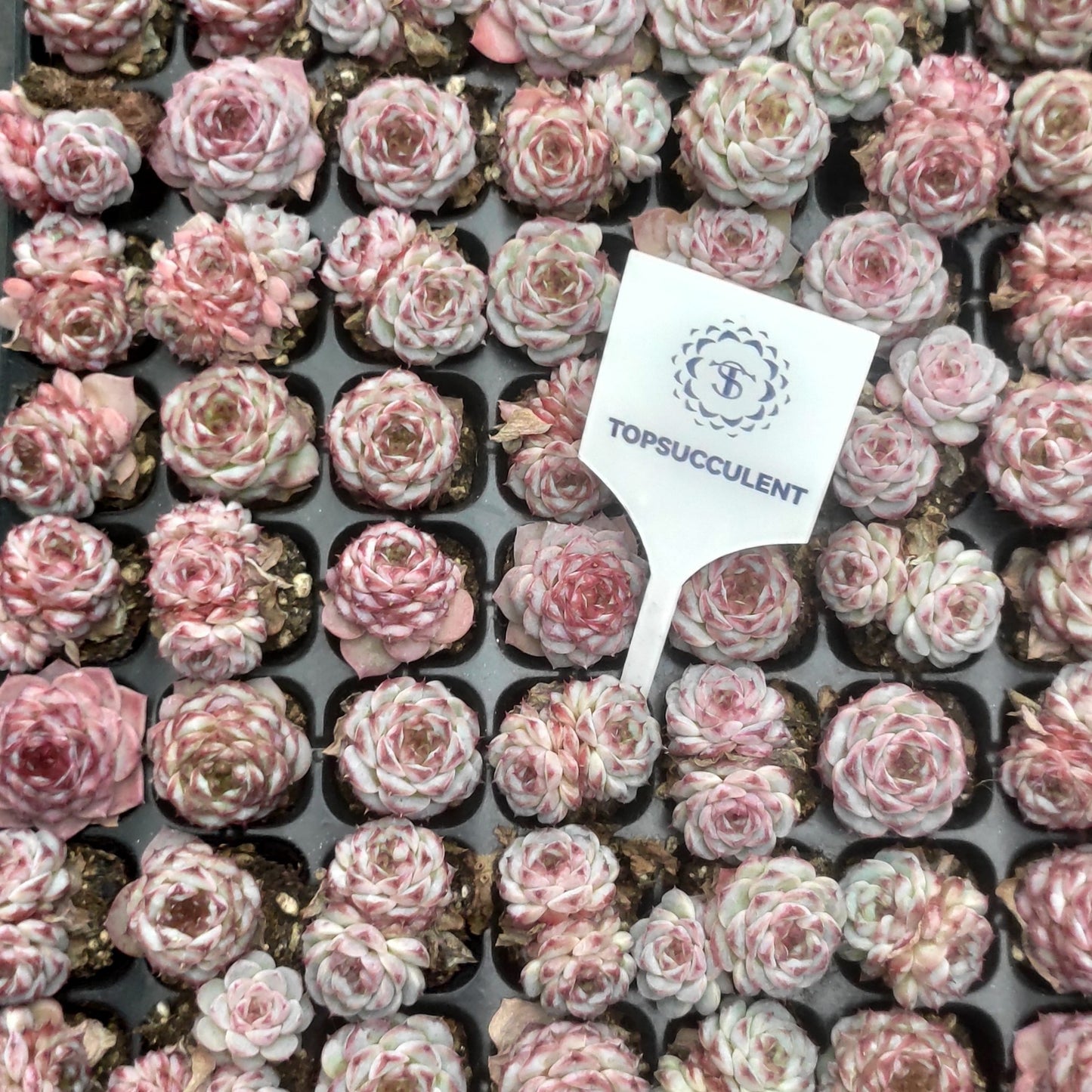 22123  レッドベルベット（3cm pot）（ポット苗）