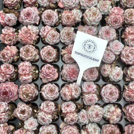 22123  レッドベルベット（3cm pot）（ポット苗）