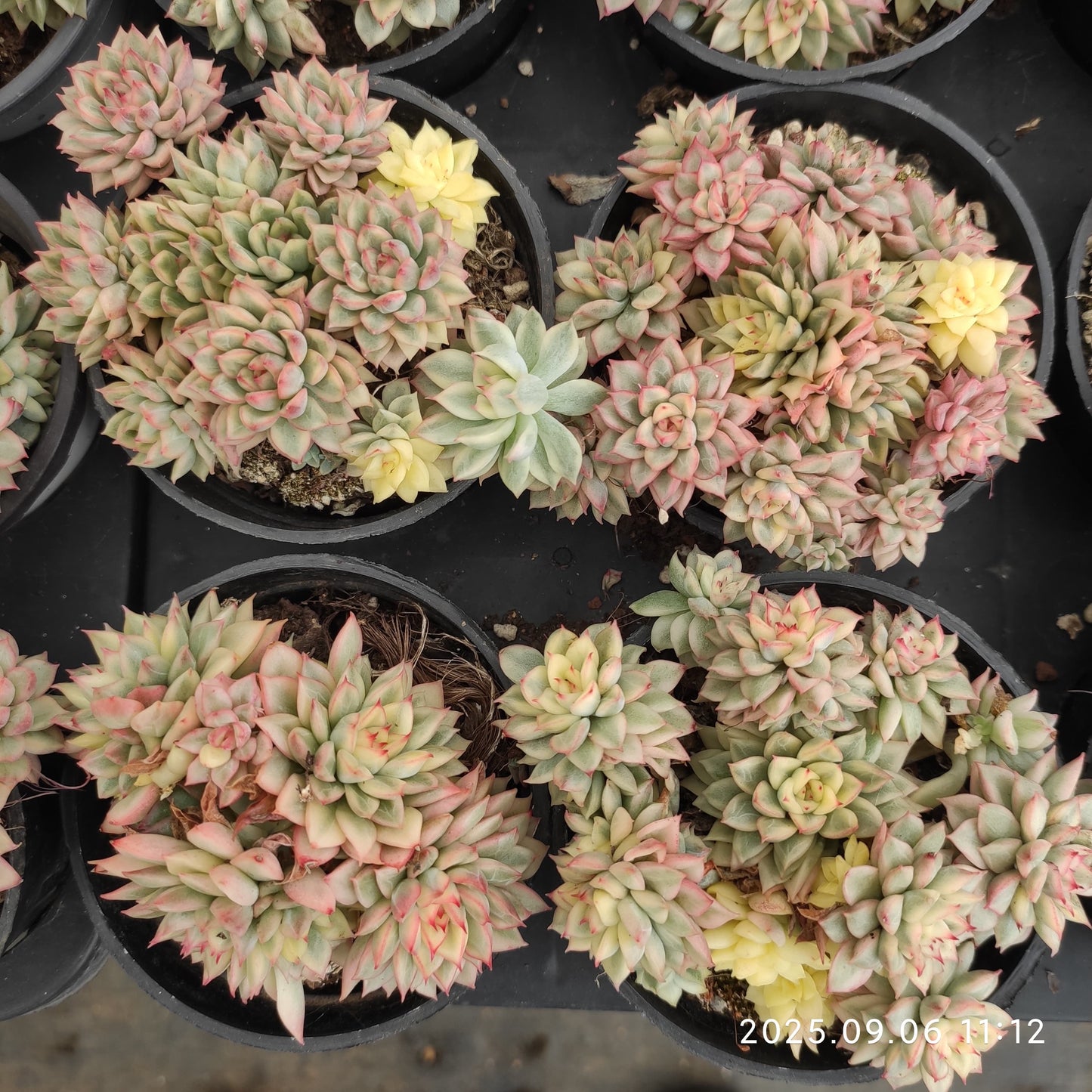 RC129 女雛錦（9cm pot）