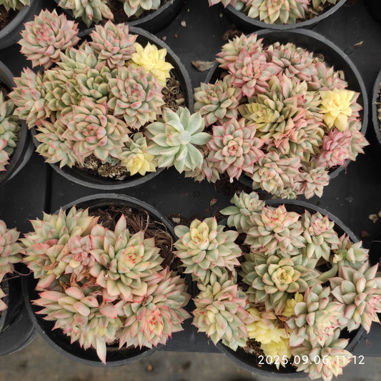 RC129 女雛錦（9cm pot）