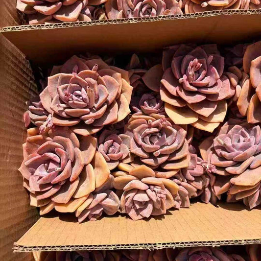 24576 ウエストレインボー錦