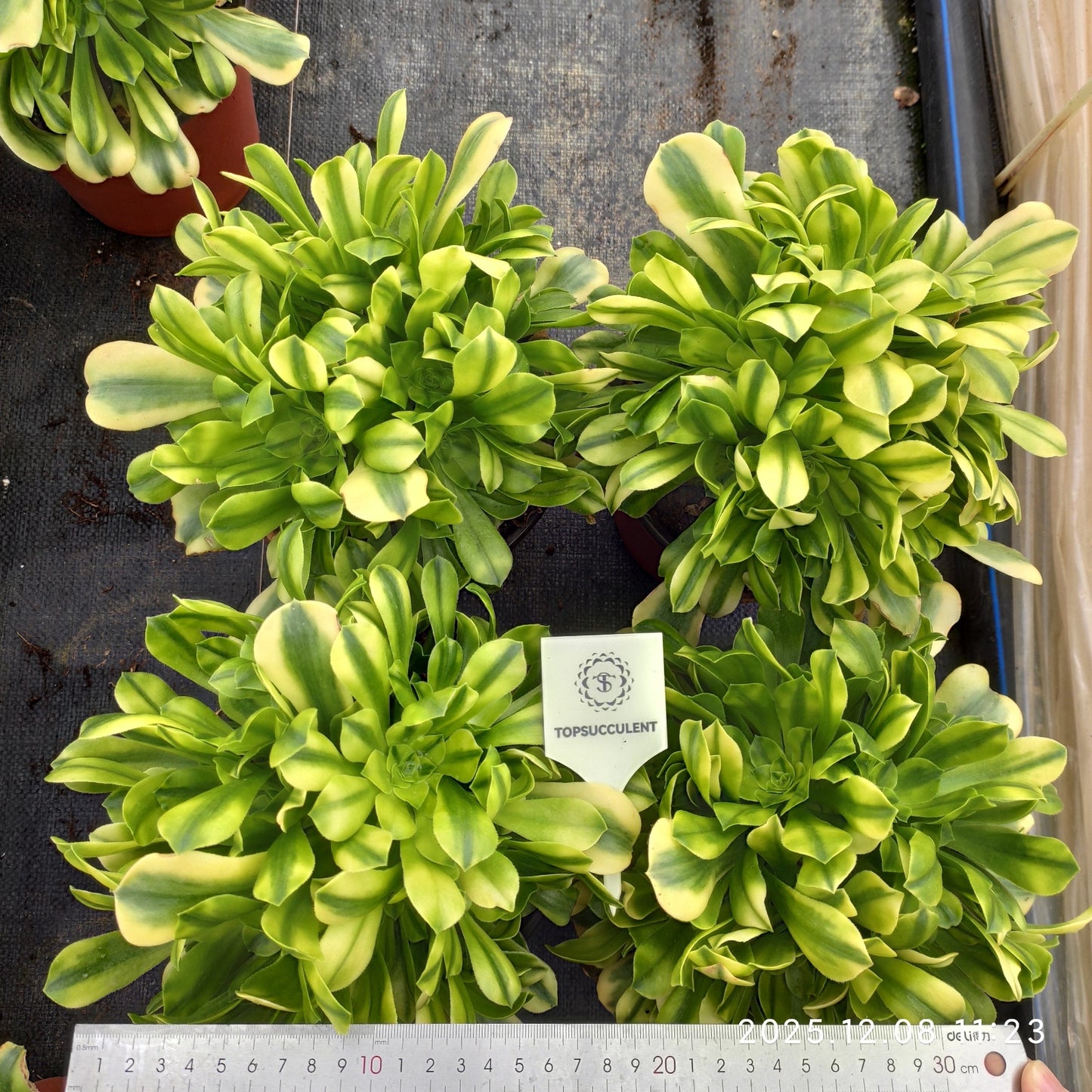 23290 アエオニウム　ゴールドジェイド（18cm pot）
