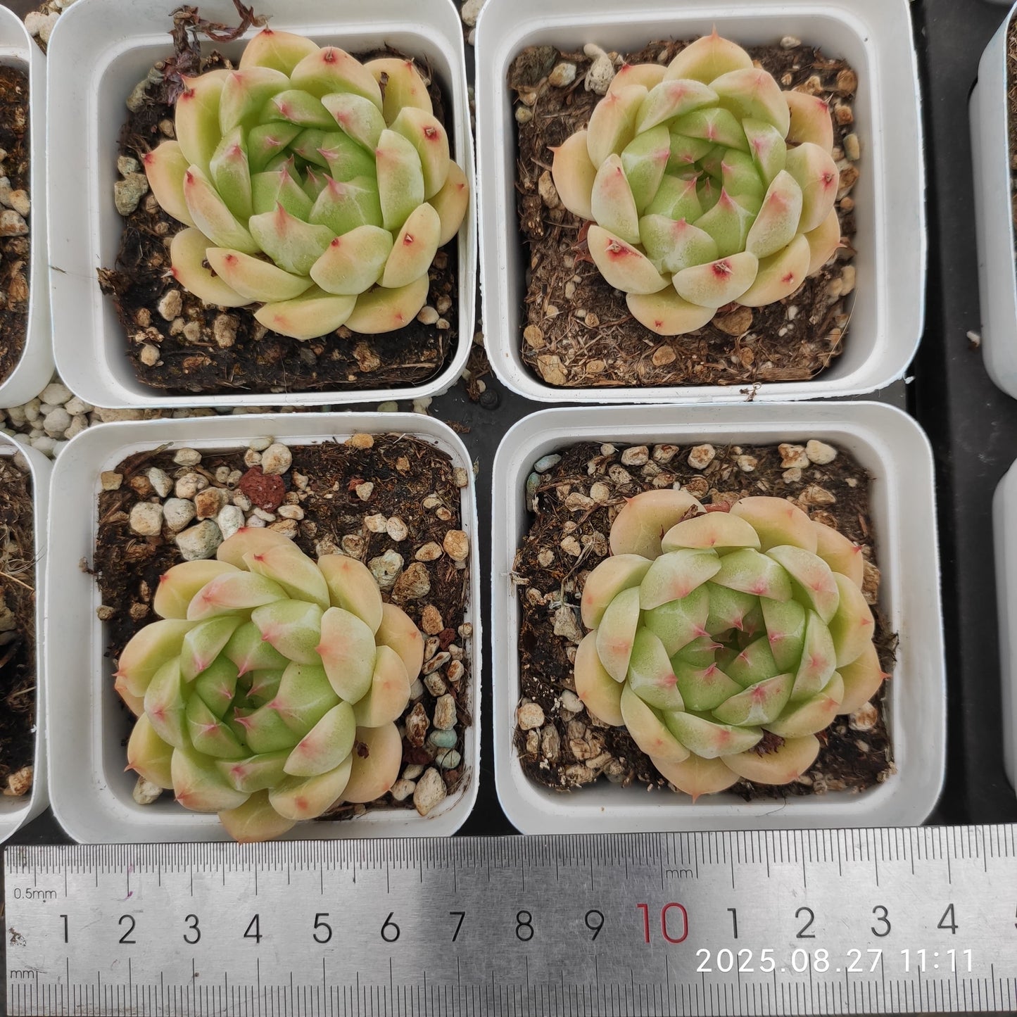 XQ1409 ゴールデン　アイ（7cm pot）