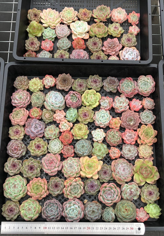 20076 ミックス苗100株（4cm pot）03