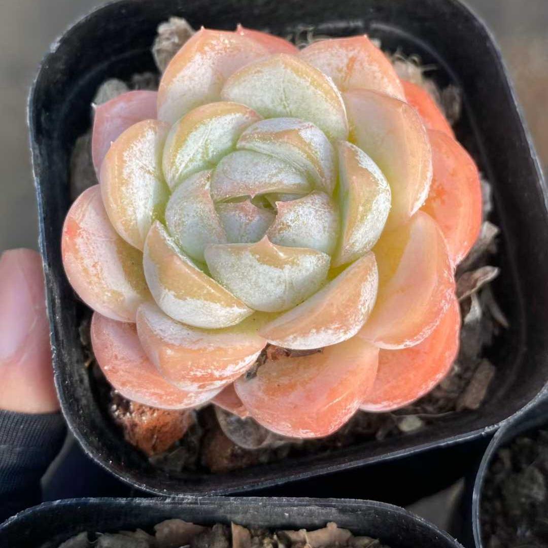 精選 単頭 20260423 – Top Succulent®
