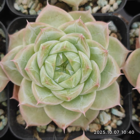 XQ1441 マルギャンHyb（7cm pot）