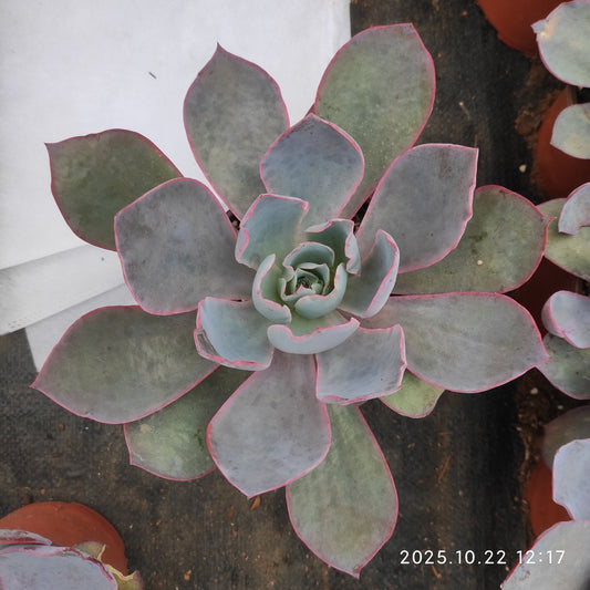 BC037 アフターグロー（18cm pot）