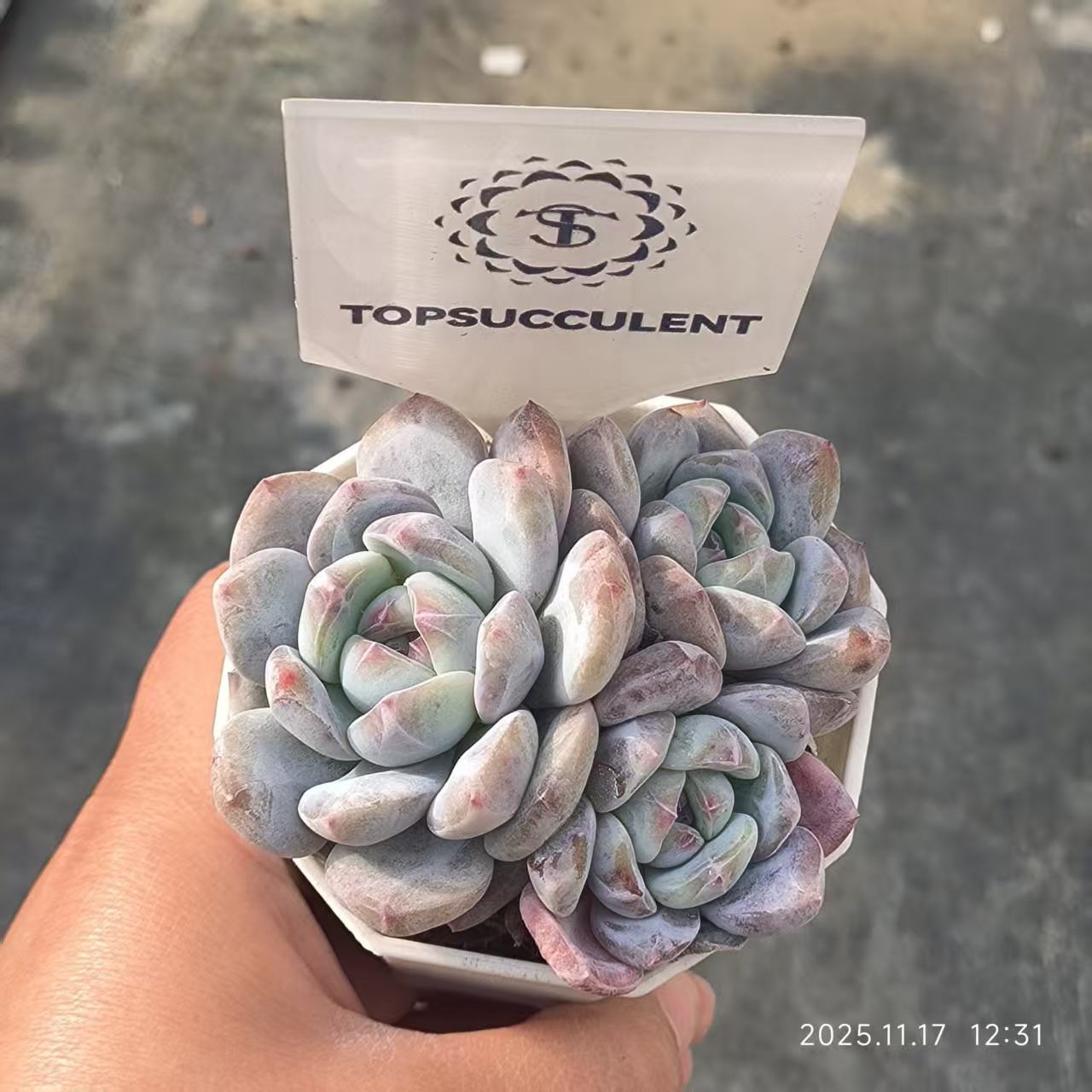 22355 オレンジモンロー（6.5cm pot）