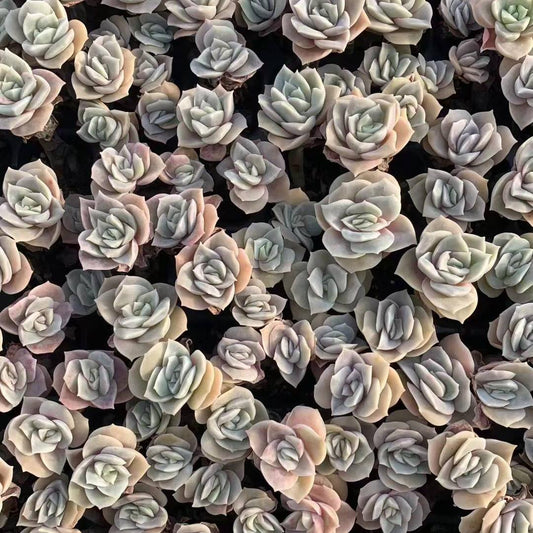 23451 ラブリーローズ（3cm pot）（ポット苗）