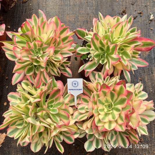 25485 アエオニウム　ウィッチ