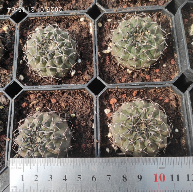 ZL401 黒刺鳳頭（5cm pot）