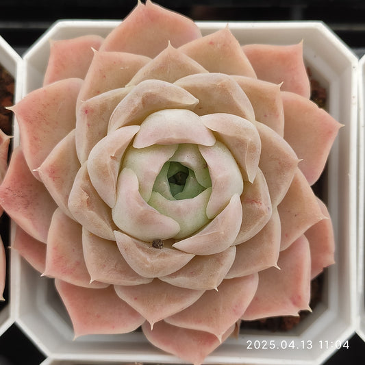 LMM346 ハミラズ Hyb(7cm pot)