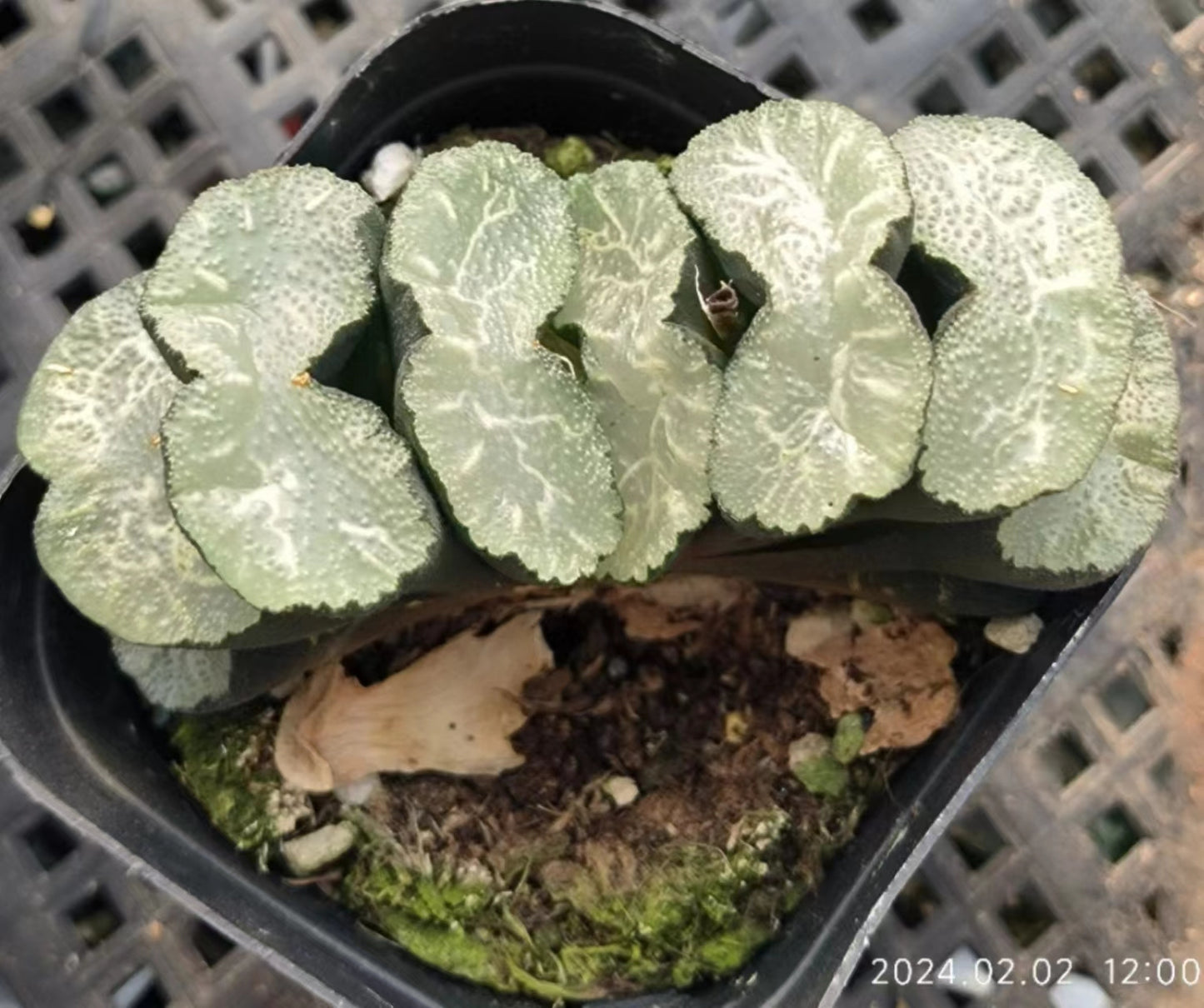 7358 広重 ヒロシゲ