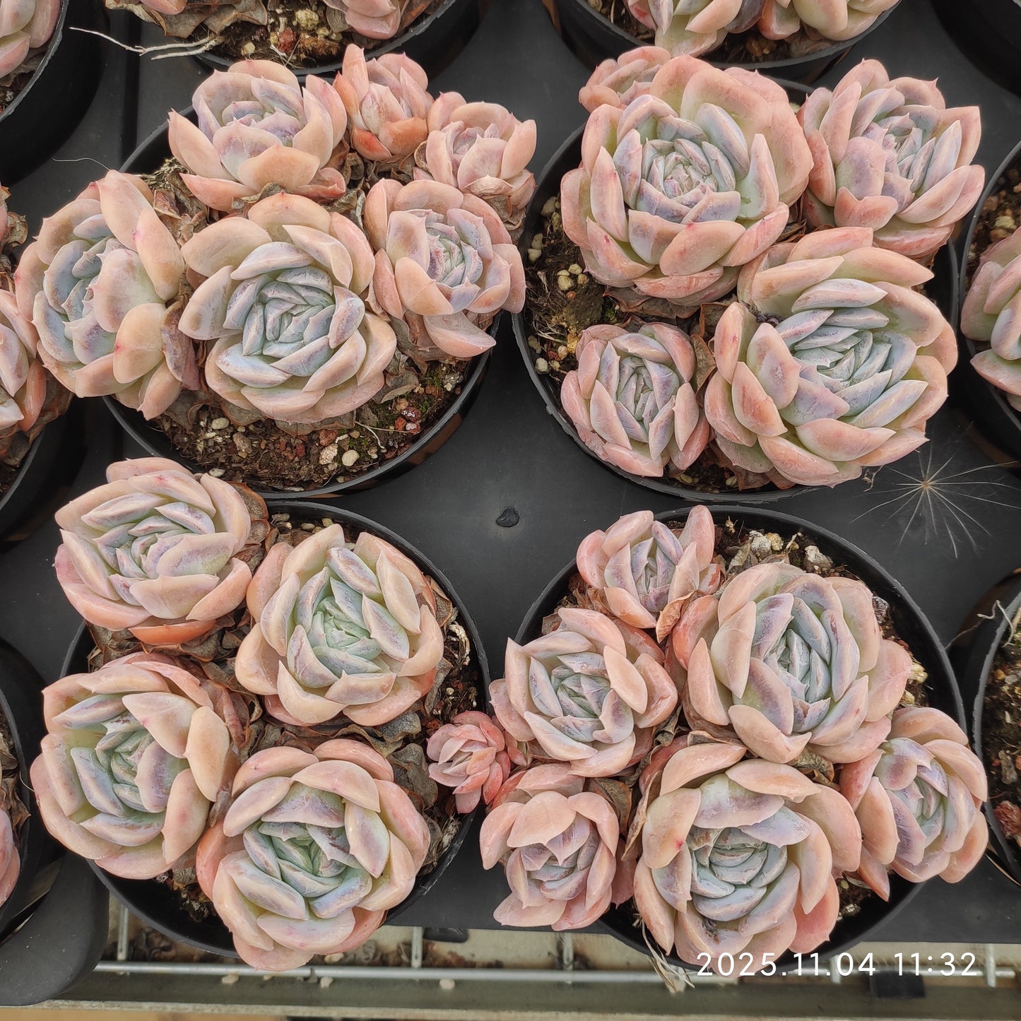 19950 ポトシナ（9cm pot）