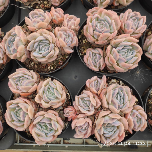 19950 ポトシナ（9cm pot）