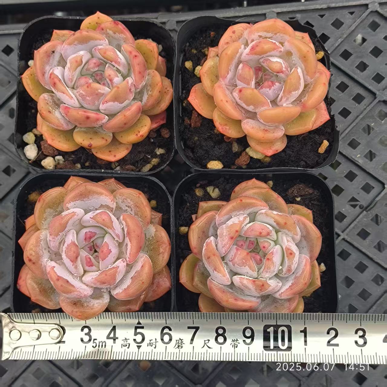 LG780 オレンジモンロー（6.5cm pot）
