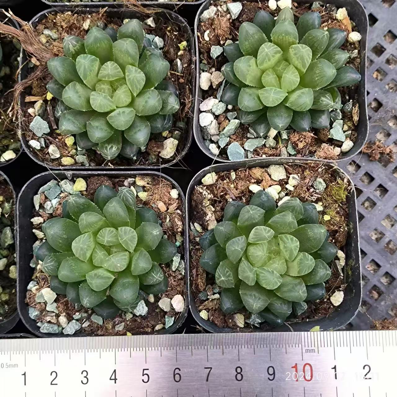 13166 ハオルチア 琥珀玉露