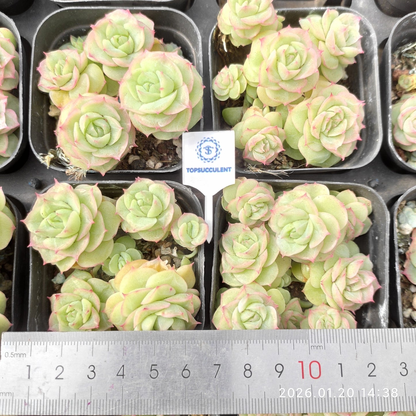 24895 アルブシア