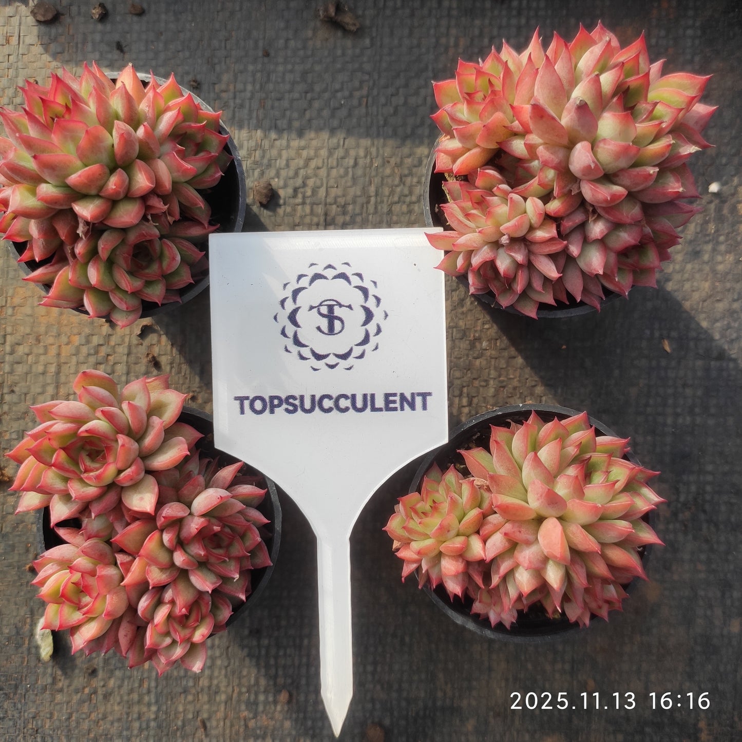 9257  メビナ（5.5cm pot）